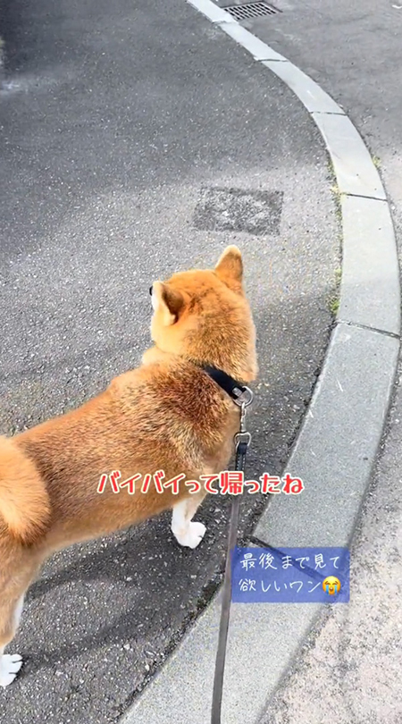 姉を見送る柴犬