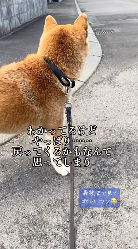 車を見つめる柴犬
