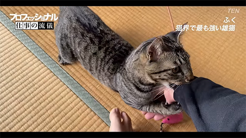 羽のおもちゃと服にかみつくふくくん