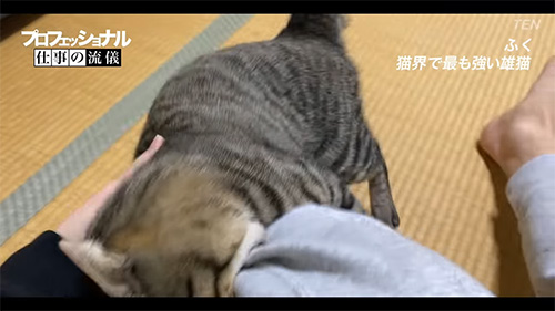 動画冒頭正面向きふくくん