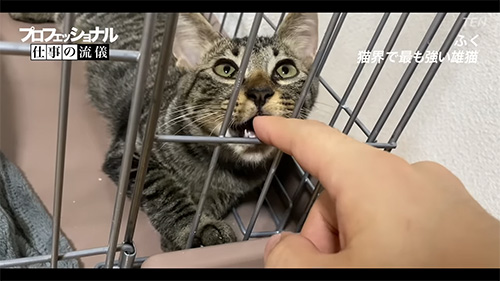 最強猫の片りんかみつく