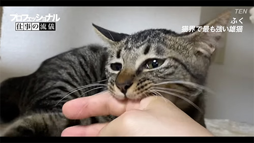 手にかみつくふくくん