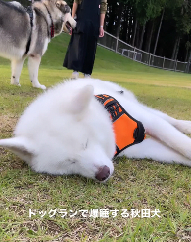 ドッグランですやすや眠る秋田犬