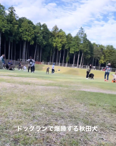 ドッグランで遊んでいるワンコたち