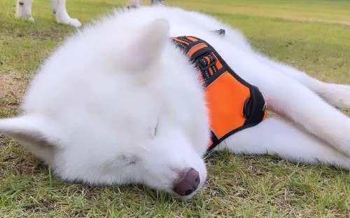 すやすや寝ている犬