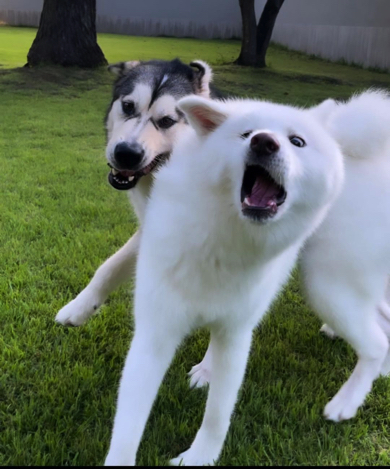 本気で遊ぶ秋田犬