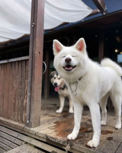 初めての貸切ドッグランを満喫する秋田犬