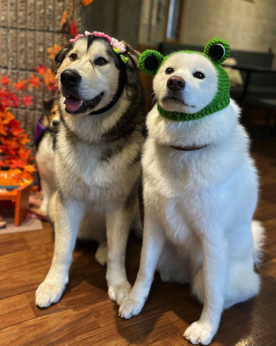 ハロウィーンを楽しむ秋田犬とアラスカンマラミュート