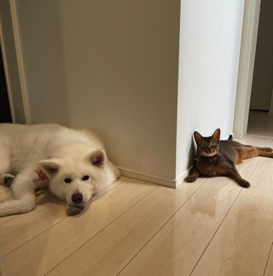 お風呂前で待ち伏せをする秋田犬とアビシニアン