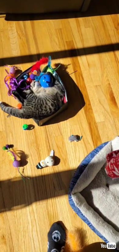 おもちゃ箱の中で寝ている猫