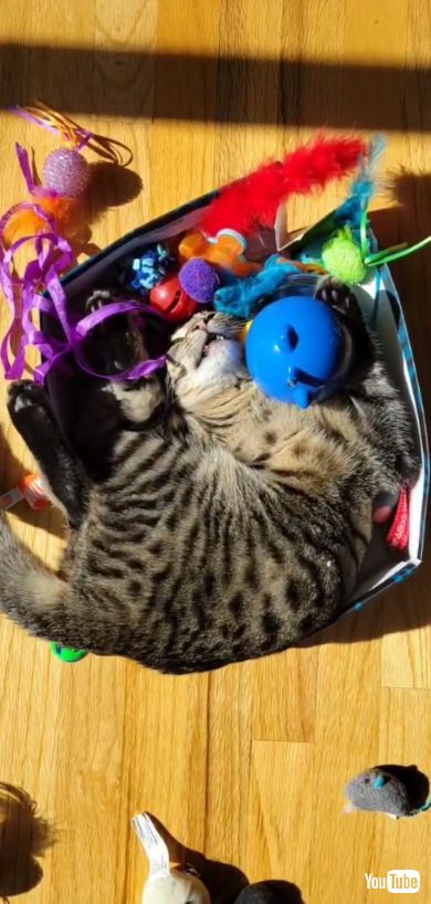 ぐっすり寝ている猫