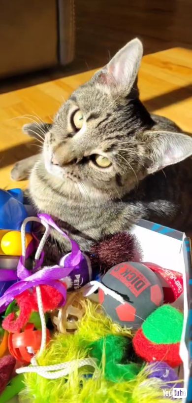 起きて飼い主に気が付く猫