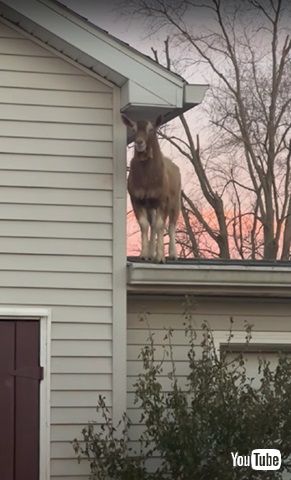 誇らしげなヤギ