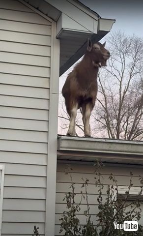 誇らしげなヤギ