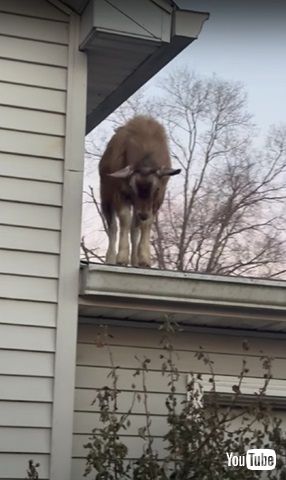 誇らしげなヤギ