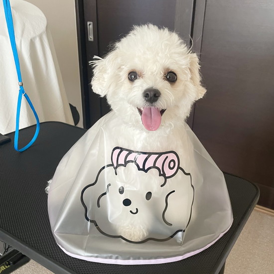 カットされた犬