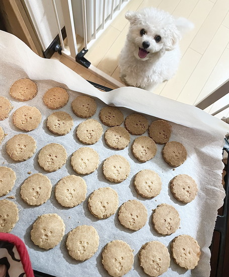 クッキーと犬