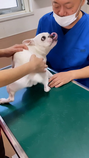 なめたい犬