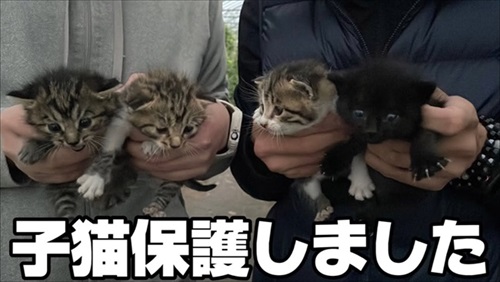 ビニールハウスから子猫が次々と