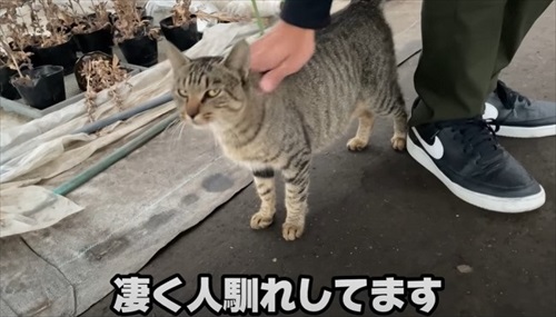 ビニールハウスから子猫が次々と