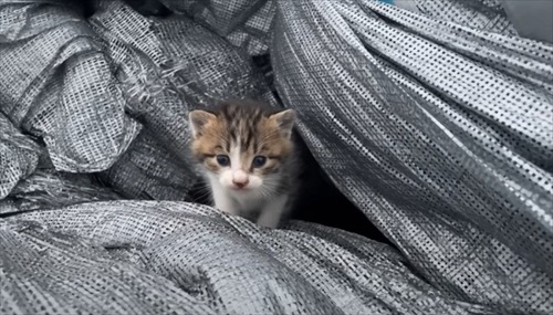 ビニールハウスから子猫が次々と
