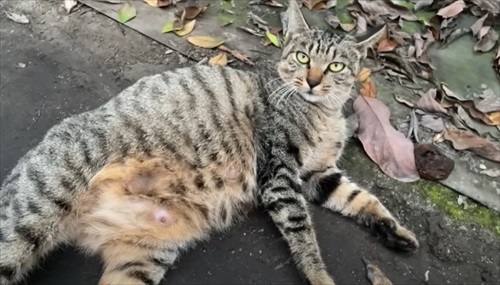 ビニールハウスから子猫が次々と