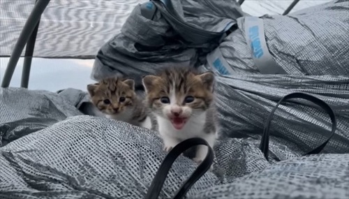 ビニールハウスから子猫が次々と