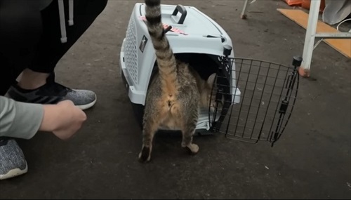 ビニールハウスから子猫が次々と