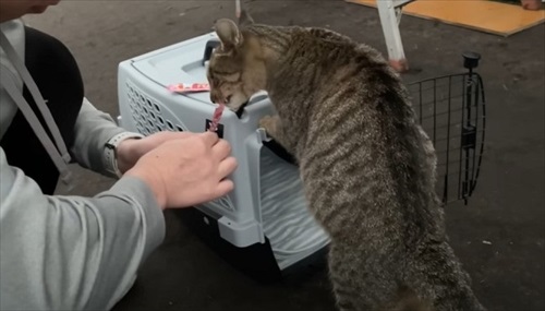 ビニールハウスから子猫が次々と