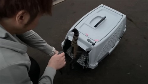 ビニールハウスから子猫が次々と