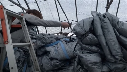 ビニールハウスから子猫が次々と