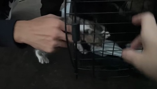 ビニールハウスから子猫が次々と