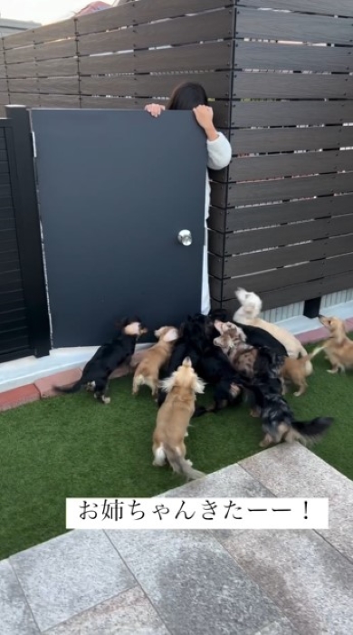 娘に群がる犬