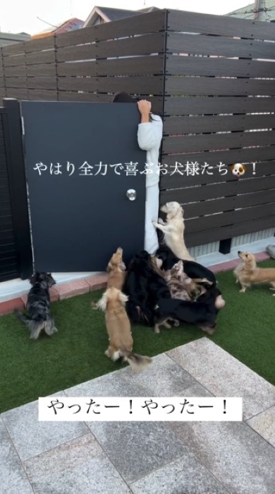 全力でよろこぶ犬