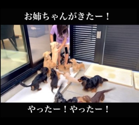娘がくると大よろこびの犬
