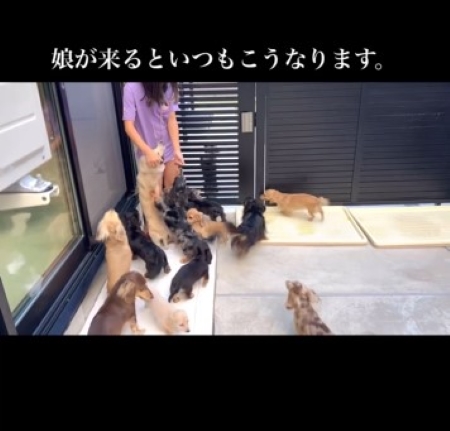 娘に群がる犬