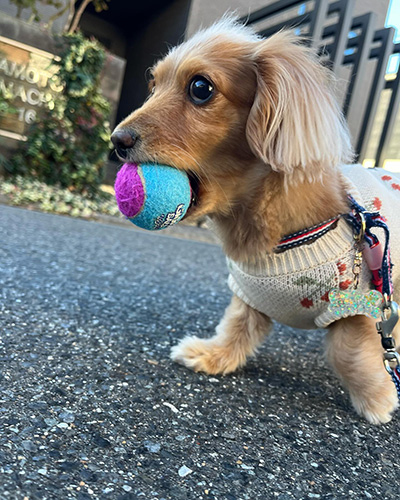 紫と水色のボールをくわえたなつちゃん横から