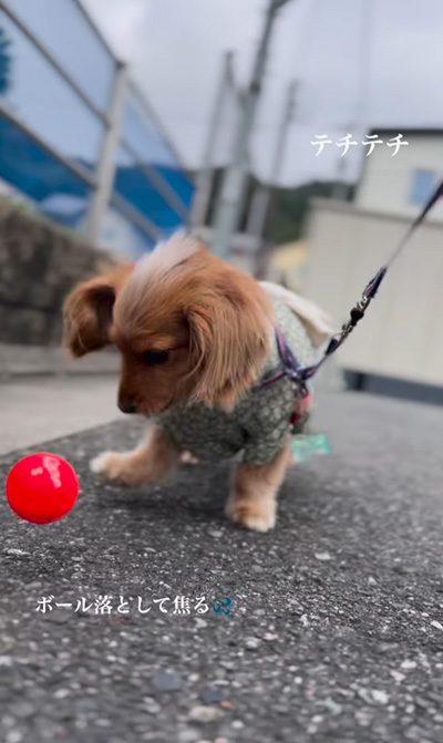 ボールを落としてあせる