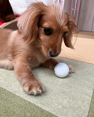 白いゴルフボール