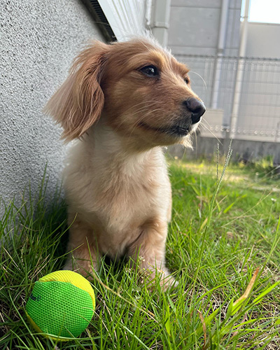 ボールとまったり