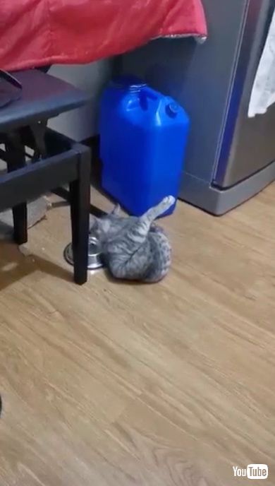 後ろ足を上げた姿で水を飲む猫