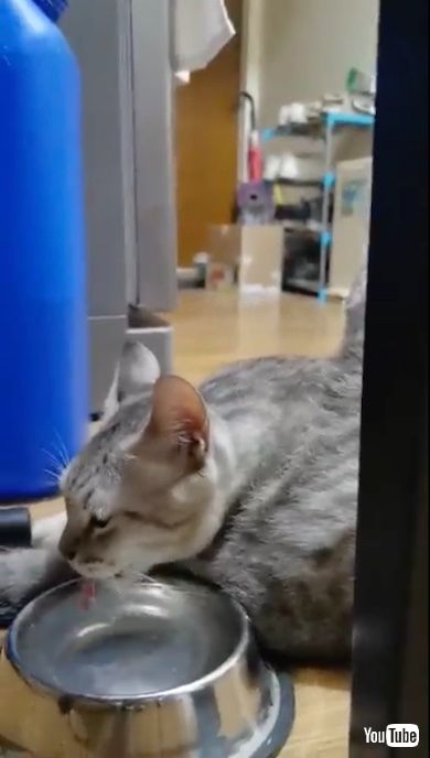 平然と水を飲み続ける猫