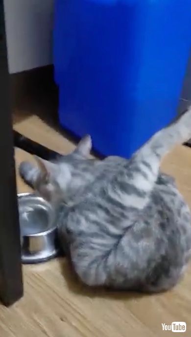 毛繕いをした直後にそのまま水を飲む猫