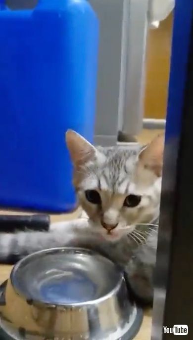 水を飲んでいる途中の猫