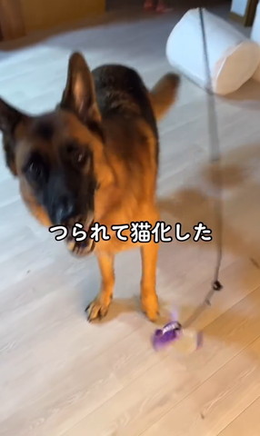 つられて猫化した