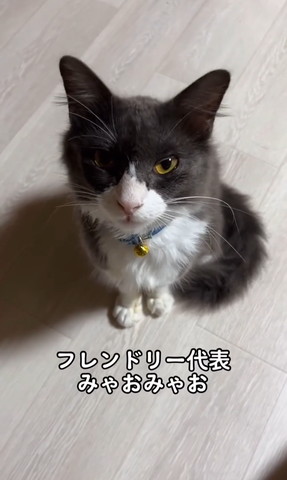 フレンドリー代表