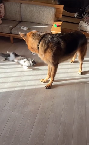 お腹を見せる猫