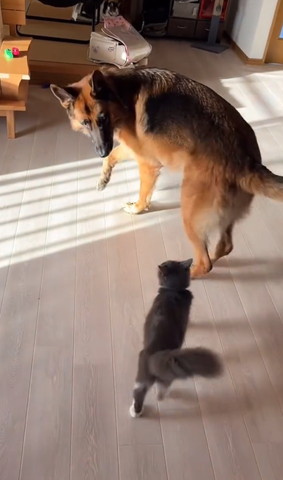 猫の方を振り返るワンコ