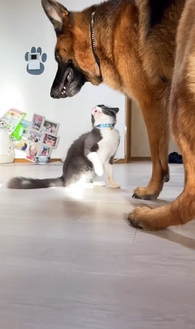 ワンコを見あげる猫