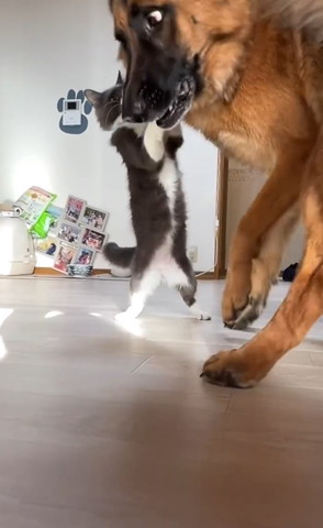 猫に飛び掛かられるワンコ